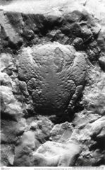 Historisches Foto von Protopagurus janoscheki (Fraaije et al., 2019) (NHMW-AFW-GEO-BACHMAYER-FOTO-1990-0041-3481)